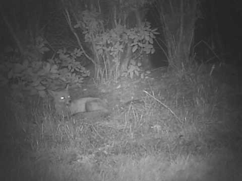 Scratching fox