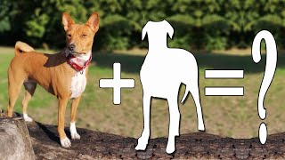 9 Most Popular and Best Basenji Mixes Basenji Mix