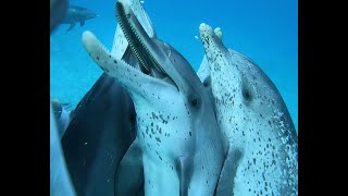 One Breath with the dolphins by Joe Noonan 439 views 3 years ago 41 seconds