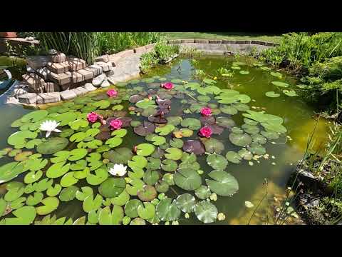 Videó: Tavi növények – Nyolc gyönyörű növény kerti tavakhoz