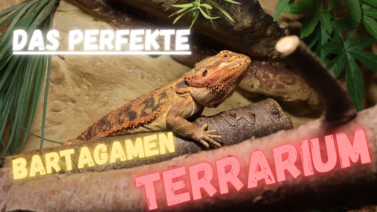 Das PERFEKTE BARTAGAMEN TERRARIUM einrichten! | MaximalWild