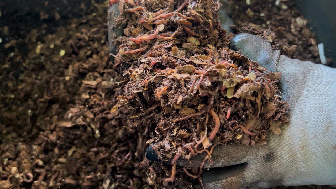 Готовая подстилка — простая и эффективная подстилка для червей из 2 ингредиентов