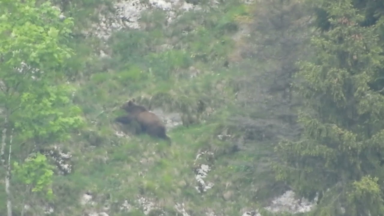 Urs în zona stâncoasă a Parcului Natural Bucegi din cadrul Romsilva
