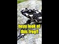Meet The Harlequin Toads | #ISAshorts