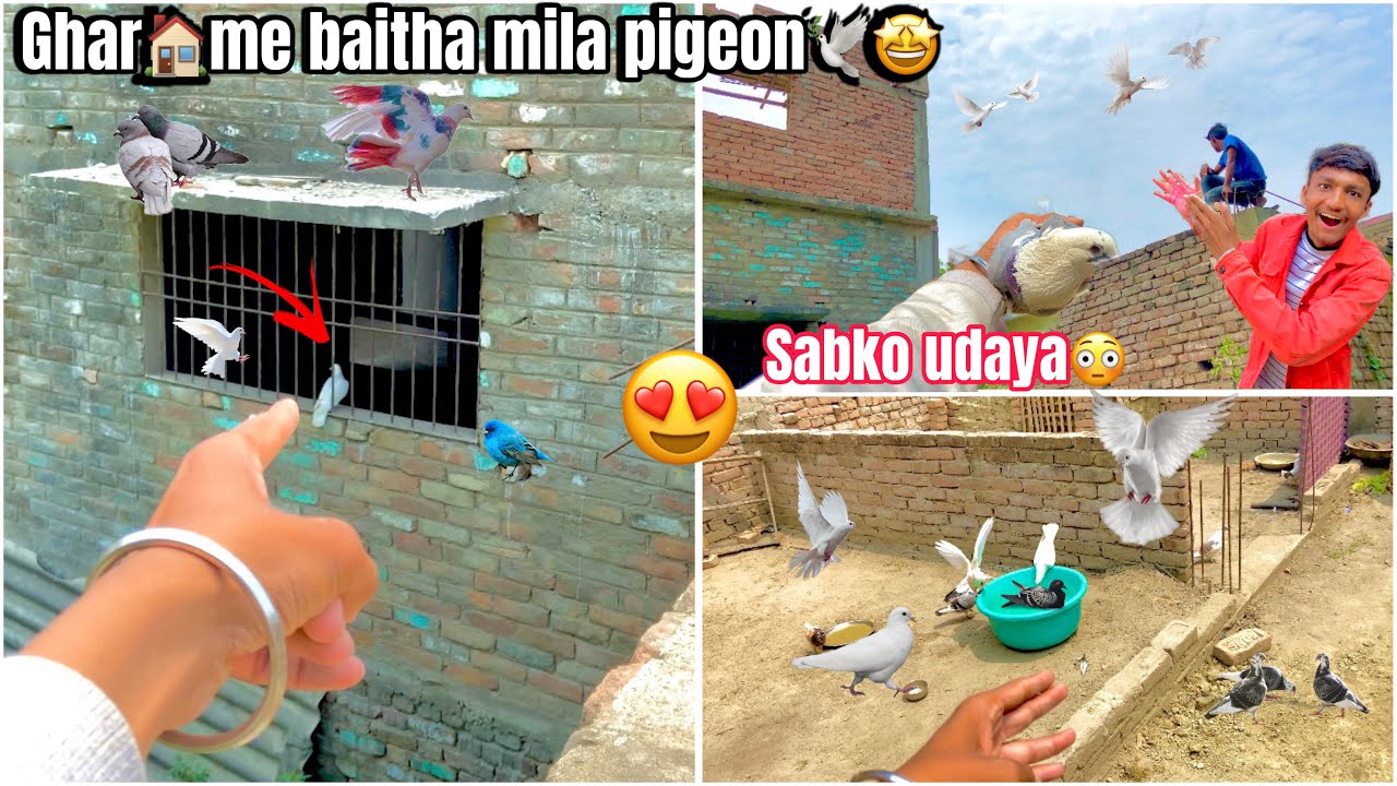 Ghar 🏠 me baitha mila kabutar 🕊️😳 !! Genda pigeon 🕊️ko uda diya 😮 #petsvlog #familyvlog #vlog