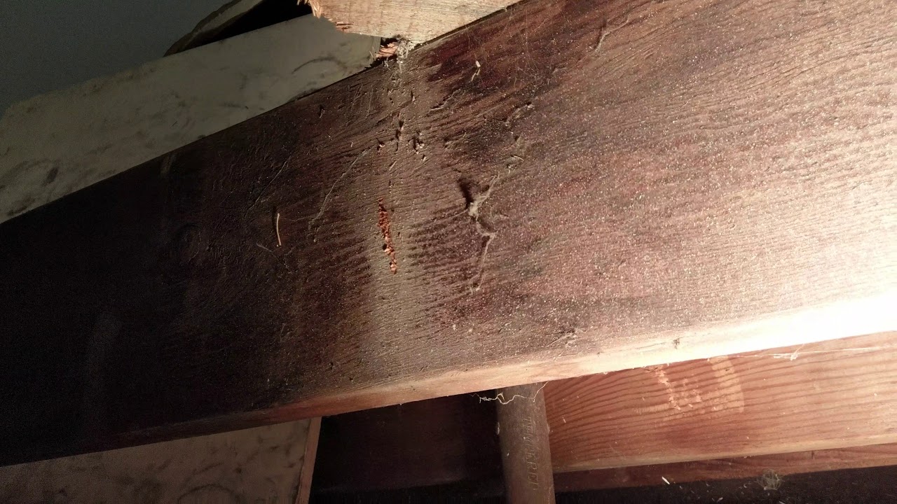 1st Floor toilet commode leak joist under bathtub mold rotted wood ...