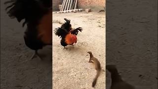 Rooster Fighting Mongoose For His Family