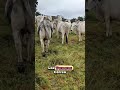 “¡Estos Terneros Ya Nacieron Famosos!”