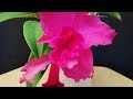 Cuándo y cómo trasplantar una Orquídea Cattleya con raíces podridas (1/2)