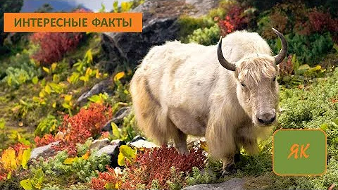 ЯК🐂/Копытные/Животные /Интересные факты