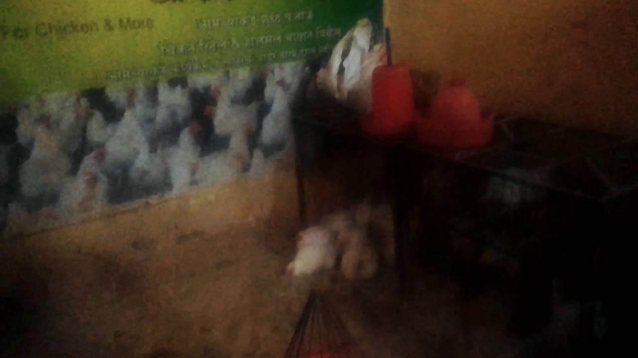 Aasra chicken traders