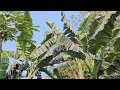 Nature view new minivlog video / short vlog #minivlog 