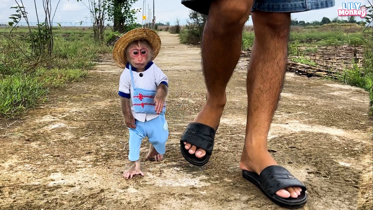 A busy week for monkey Lily at home with dad