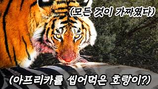 아프리카를 박살낸 시베리아호랑이? 전부 날조입니다