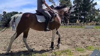 Bella flat work lesson