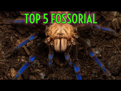 TARANTULA UNDERGROUND! TOP 5 Fossorial Tarantulas