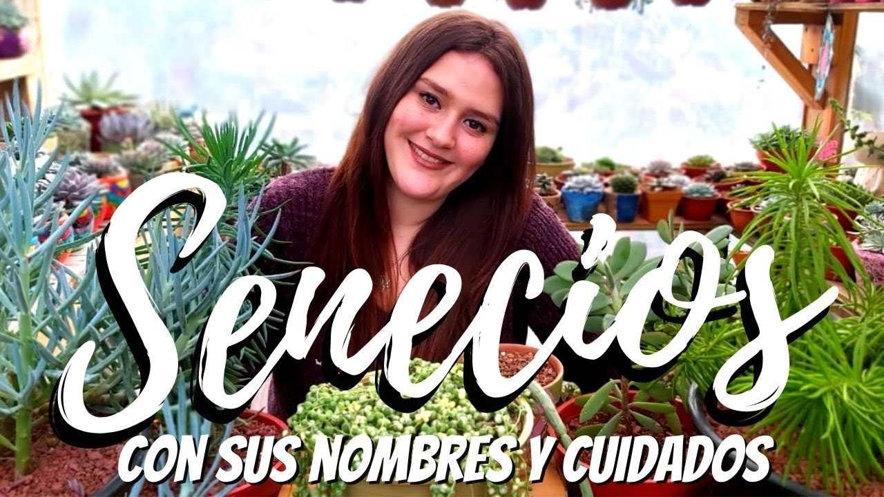 Bellos SENECIOS con sus nombres y cuidados #MisSenecios