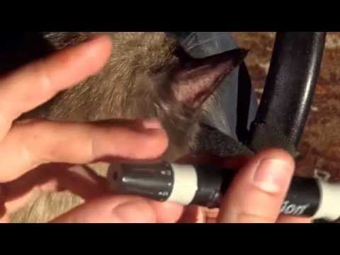Глюкометр, получение капли крови из уха кошки