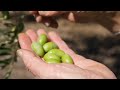 Diamants verts perles du languedoctout savoir sur les olives lucques du languedoc aop