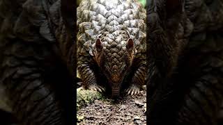Is Janwar Ke Sharir Par Armor Hota Hai 😱 | Pangolin