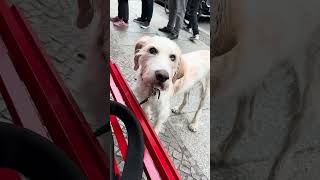 Hund vor der Türe. Angebunden an der Leine-wartet traurig-Dog fastened on a leash by a shop entrance