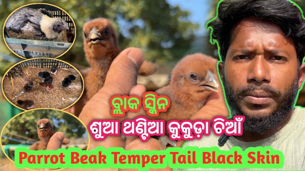 Parrot Beak Black Skin Chicks 🐣 !! Good Quality Temper Tail !! Tamilnadu Nashal ki 