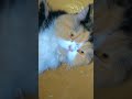🖤😘#cat #like #subscribe #subscribe #reel #foryou