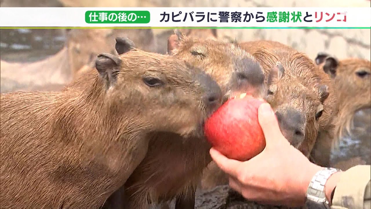 交通安全するネズミ