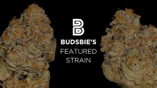 Budsbies Featured Strain Cruise By Canndescent