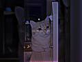 This Video Will Make You Want A Cat Right Now! 🛑🐱 | @Shine-2YT