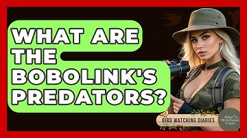 What Are The Bobolink