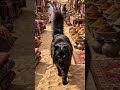 You Won’t Believe What You’re Watching 😱🔥 #Shorts #Viral #Amazing #Unbelievable #Pets #Funny