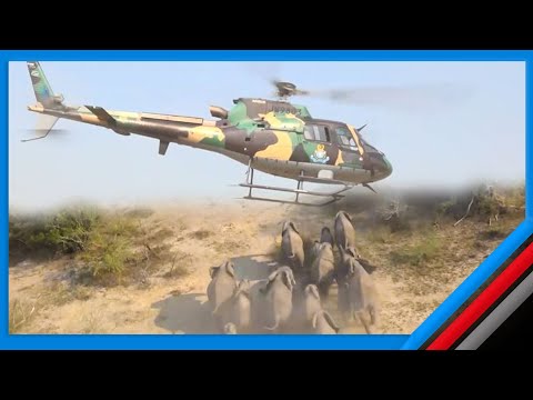 TEMBO ZAIDI YA 500 WAANZA KUONDOLEWA KWENYE MAKAZI YA WATU TEMBO ZAIDI YA 500 WAANZA KUONDOLEWA KWENYE MAKAZI YA WATU