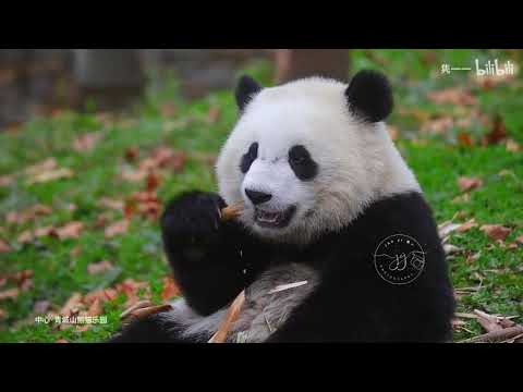 【大熊貓寶元】這孩子憑本事吃成了名熊，被粉絲叫做小方。