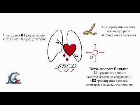 Адренорецепторы. Мнемоника