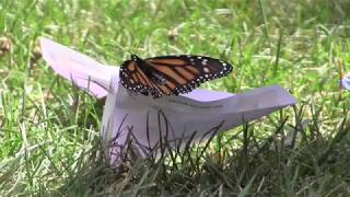 Quiet Oaks Hosts 6th Annual Memorial Release Of Butterflies