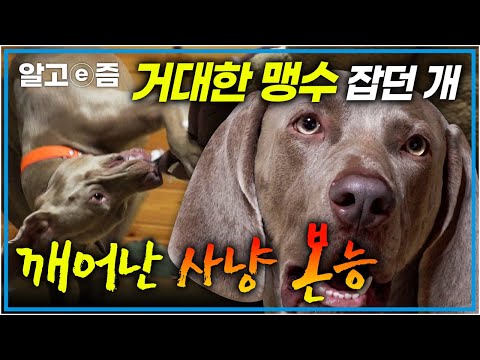 ‘얘한테 <strong>물리면</strong> 걸어서 못 나가요…’ 멧돼지, 곰 사냥하던 포악한 사냥개의 깨어난 본능│세상에 나쁜 개는 없다│알고e즘