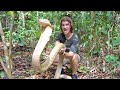 Worlds Biggest KING COBRA in JUNGLE of BORNEO?! Pt.2