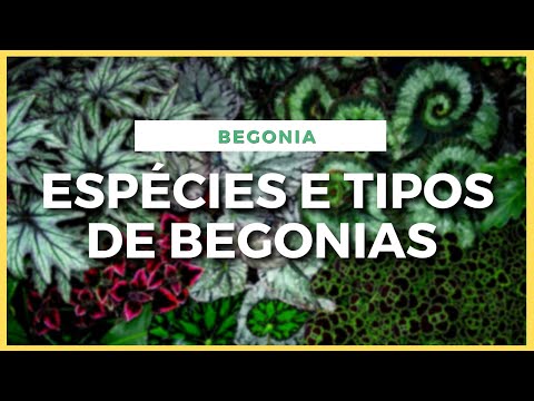 Vídeo: Cultivo De Begônias Reais, Tuberosas E Outros Tipos De Begônias Em Quartos E No Jardim (parte 2)