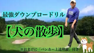 【1分で作れる】ダウンプロー習得最強ドリル【犬の散歩ドリル】森守洋