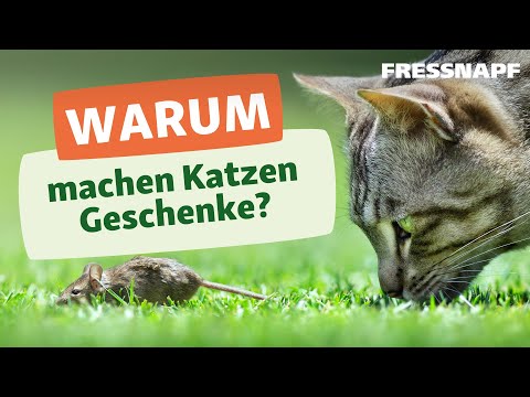 Video: Warum Bringen Katzen Mäuse Zu Ihrem Meister?