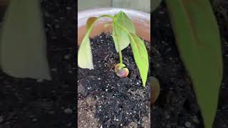 How to grow an avocado plant from a seed
