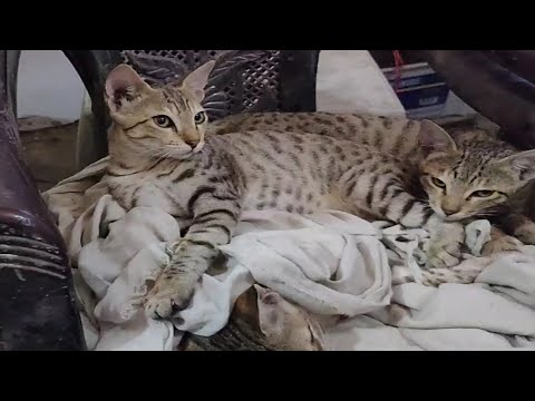 वीडियो: बिल्लियों में अनुमस्तिष्क अध: पतन - बिल्ली मस्तिष्क रोग