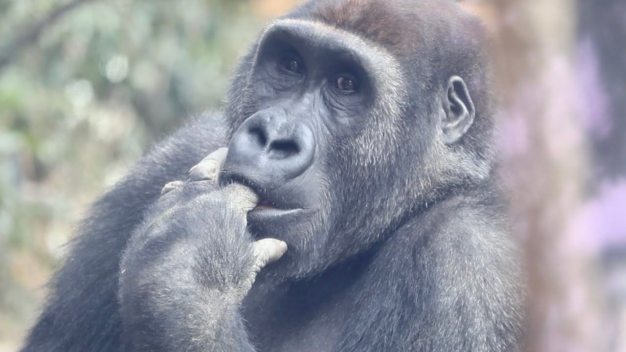 飼育員に甘える時は、今も指しゃぶりするゲンタロウ⭐️ゴリラ Gorilla【京都市動物園】Gentaro sucks his fingers when he is with zookeeper.
