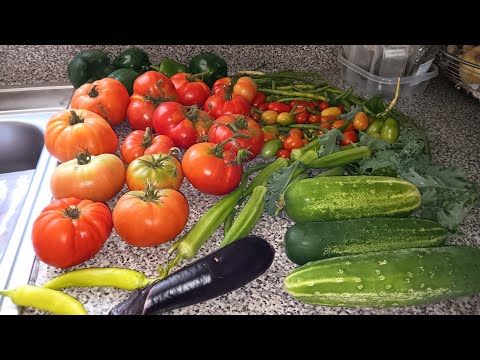 HARVEST AND UPDATE MY small garden from the backyard #youtube #youtuber #garden #veggies #harvest