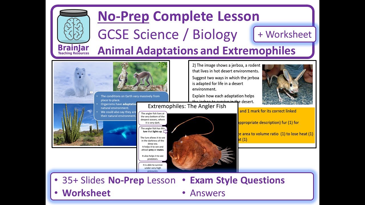 Animal Adaptations and Extremophiles No-Prep Complete Lesson GCSE 9-1  Science Biology SAMPLE - YouTube
