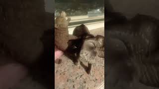 Brown bear vs Elephant animal tournament ep6