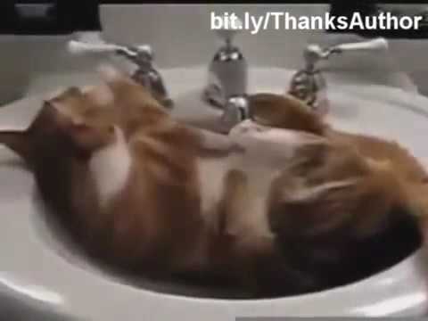 Vidéo: Y A-t-il Vraiment Des Chats Qui Aiment L'eau ?