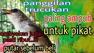 PANGGILAN TRUCUKAN ASLI DI HUTAN/ ALAM LIAR. SUARA PIKAT TRUCUKAN