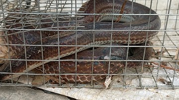 THĂM 10 CÁI BẪY RẮN MÙA MƯA BẢO